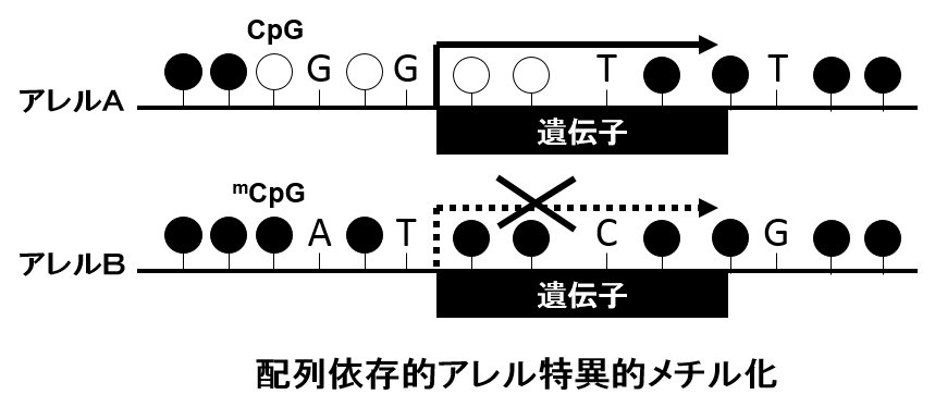 seq_depend_allele_specific_methylation.jpg